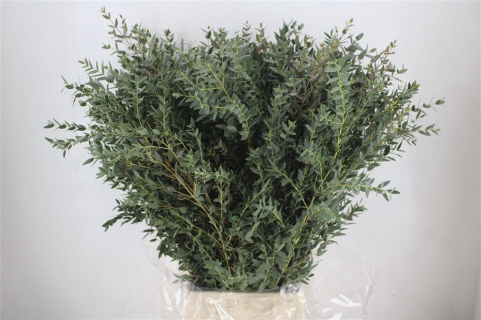 <h4>Euca Parvifolia 300gr P Bunch</h4>