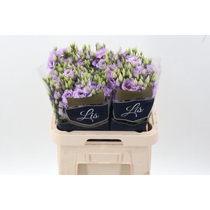 Eus G Arena Lavender