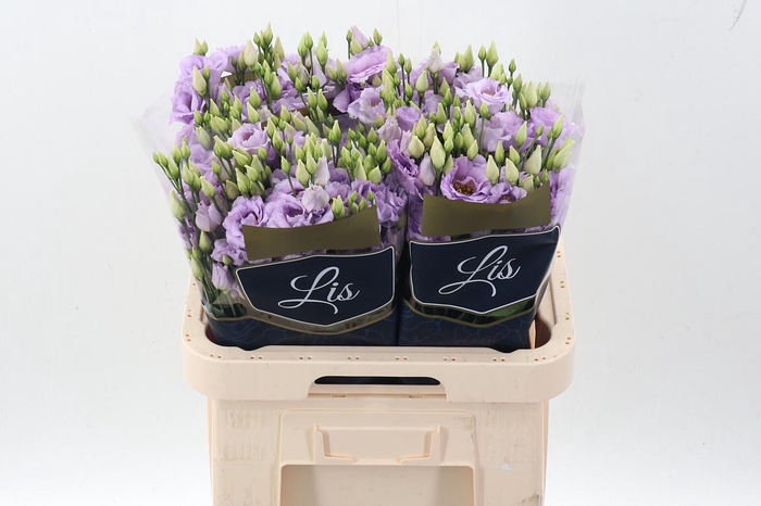 <h4>Eus G Arena Lavender</h4>