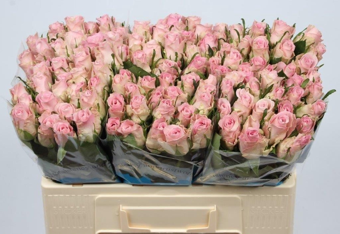 <h4>R GR BISOU@</h4>