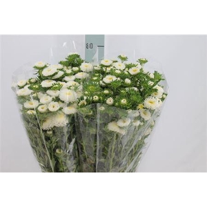 Callistephus Matsumoto White
