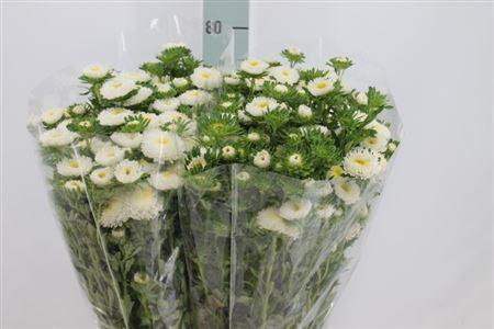 <h4>Callistephus Matsumoto White</h4>