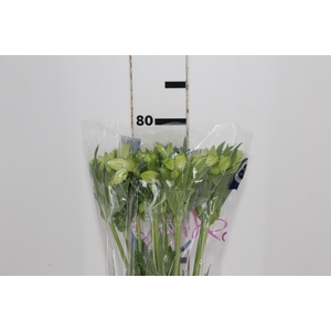 ALSTROEMERIA MISTRAL 080 CM