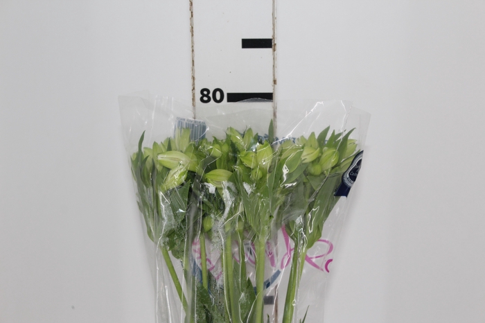 <h4>ALSTROEMERIA MISTRAL 080 CM</h4>