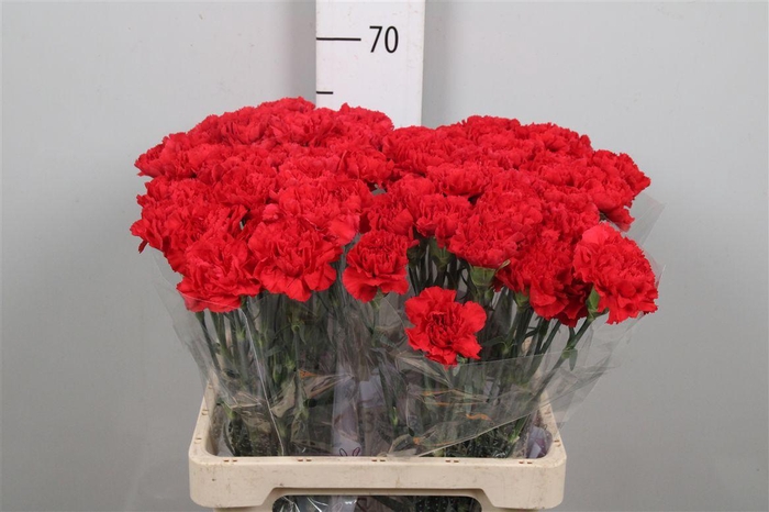 <h4>Di St Grand Slam</h4>