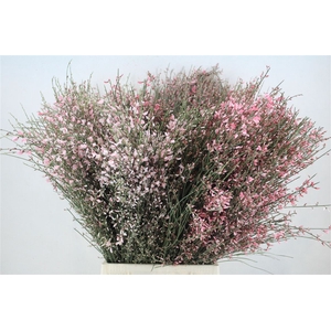 Ginster 400gr Pink P Bunch