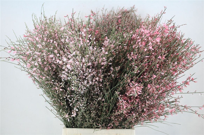 <h4>Ginster 400gr Pink P Bunch</h4>