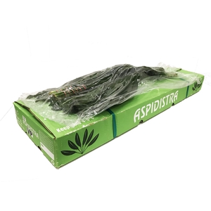 Aspidistra 70 V P