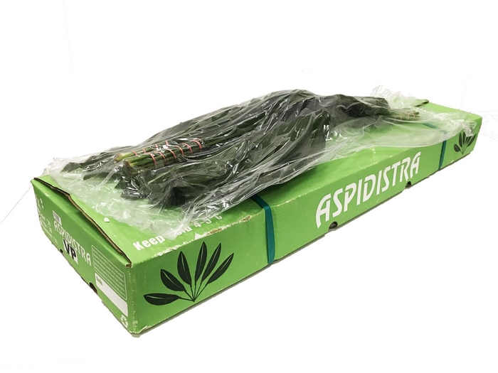 <h4>Aspidistra 70 V P</h4>