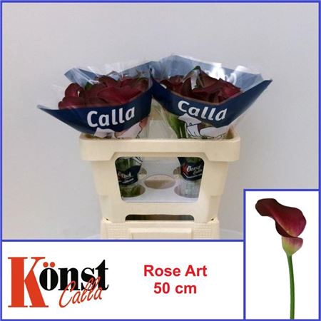 Zant Rose Art 50cm
