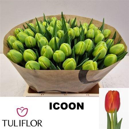 <h4>Tu Du Icoon</h4>