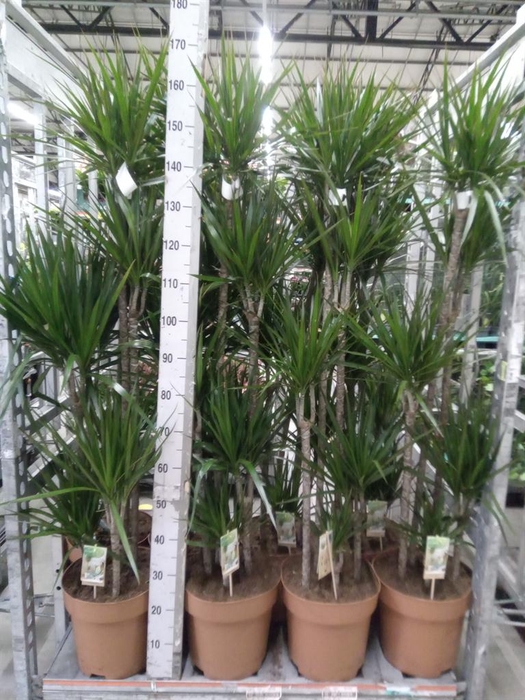 <h4>Dracaena marg.</h4>