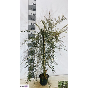 COTON S CORAL BEAUTY