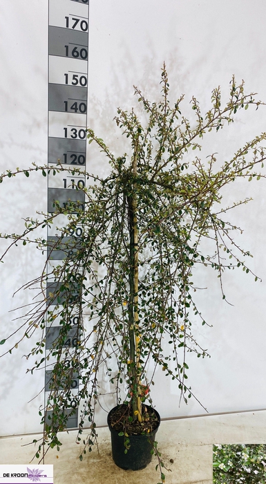 <h4>COTON S CORAL BEAUTY</h4>