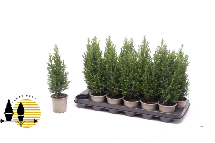 <h4>Cham L Ellwoodii</h4>