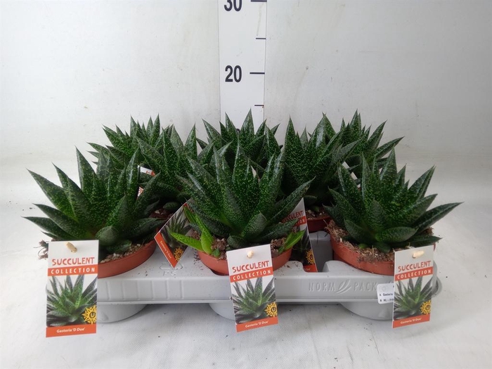 <h4>Gasteria</h4>