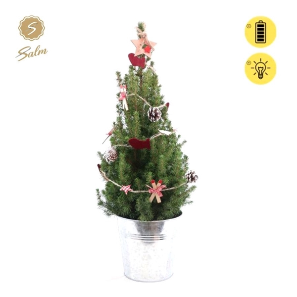 <h4>Picea gl. 'December'® P19 in Zinc Old-Look + Winterlight-Ski + Star on Loop</h4>