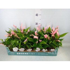 Anthurium andr. 'Lilli'