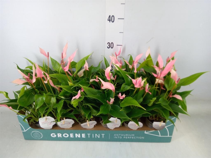 <h4>Anthurium andr. 'Lilli'</h4>