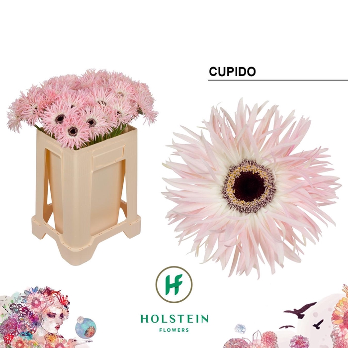 <h4>Gerbera Spider Cupido Water</h4>