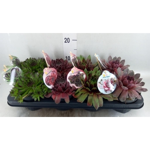 Sempervivum  'ChickCh'   ...mix