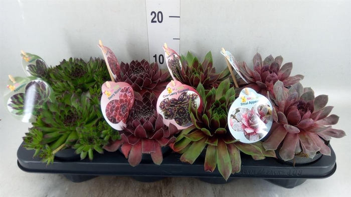 <h4>Sempervivum  'ChickCh'   ...mix</h4>