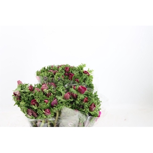 Anem Marianne Orchid