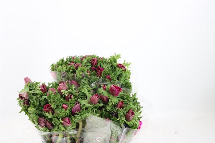 <h4>Anem Marianne Orchid</h4>