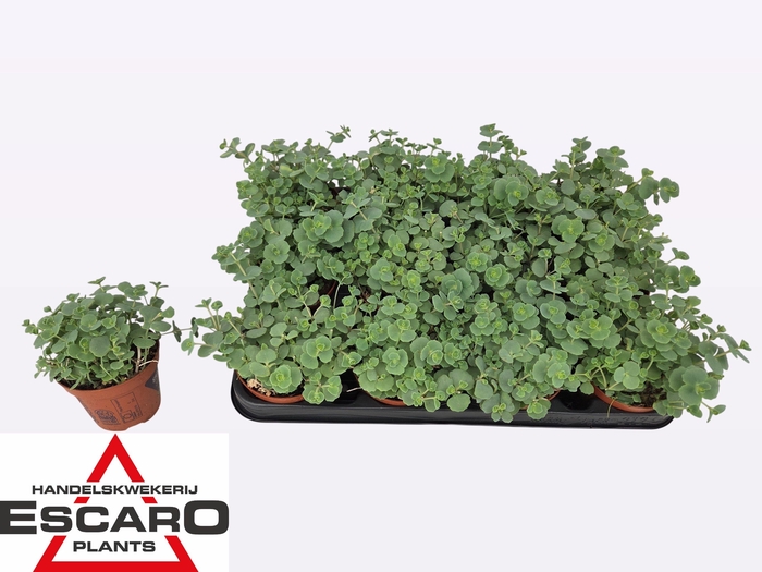<h4>SEDUM SIEBOLDII</h4>