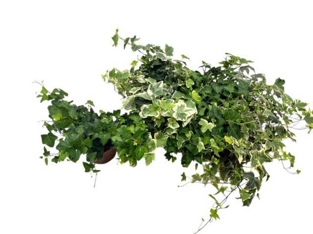 <h4>HEDERA MIX P13</h4>