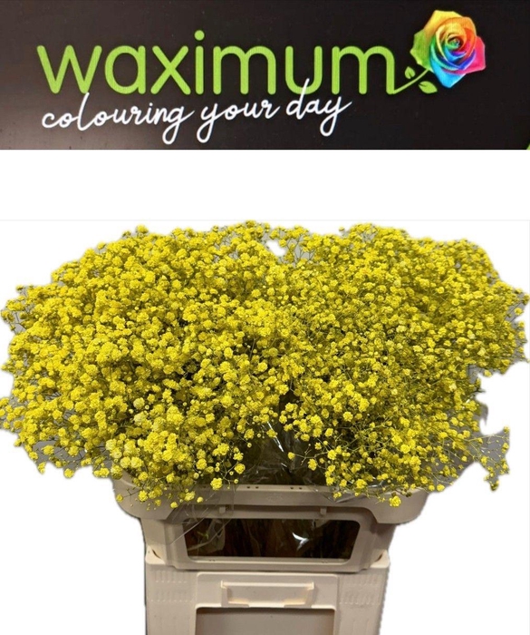 <h4>GYPS GEEL SPRAY</h4>