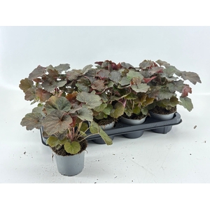 HEUCH PUR PETTICOATS