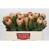 Protea Grandicolor