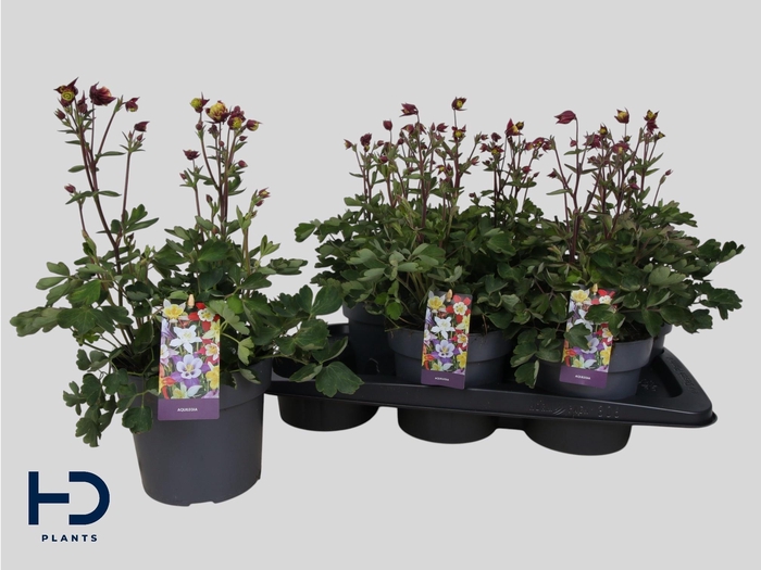 <h4>AQUIL CAERULEA</h4>