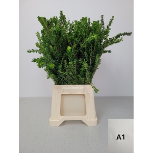 MYRTUS TARANTINO PB