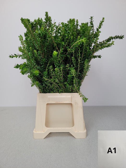 <h4>MYRTUS TARANTINO PB</h4>