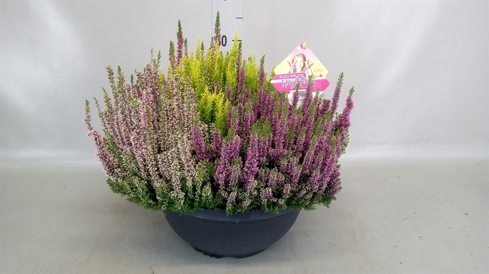 <h4>Calluna vulg. 'High Five'   ...mix</h4>
