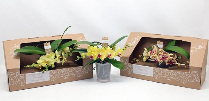 <h4>Table Orchid RIJP GEEL</h4>