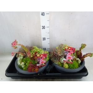 Sempervivum   ...