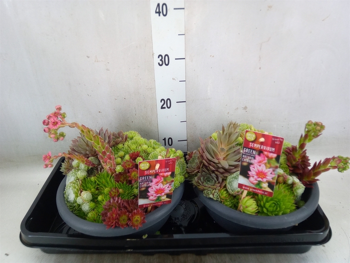 <h4>Sempervivum   ...</h4>