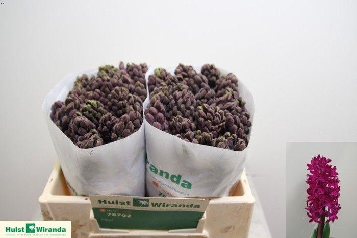 <h4>HYAC WOODSTOCK</h4>