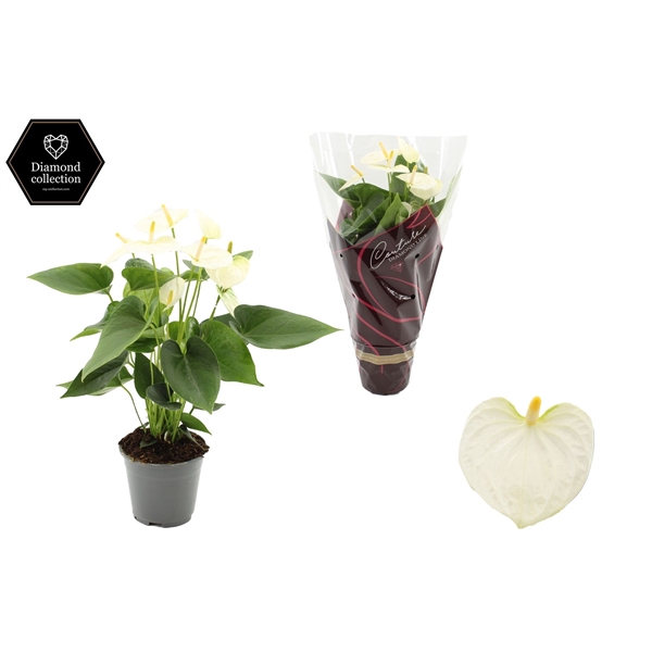 <h4>Anthurium 14 cm Cocos in Couture Diamond Line Purple sleeve</h4>