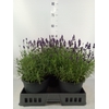 Lavandula angus. 'Essence Pure'