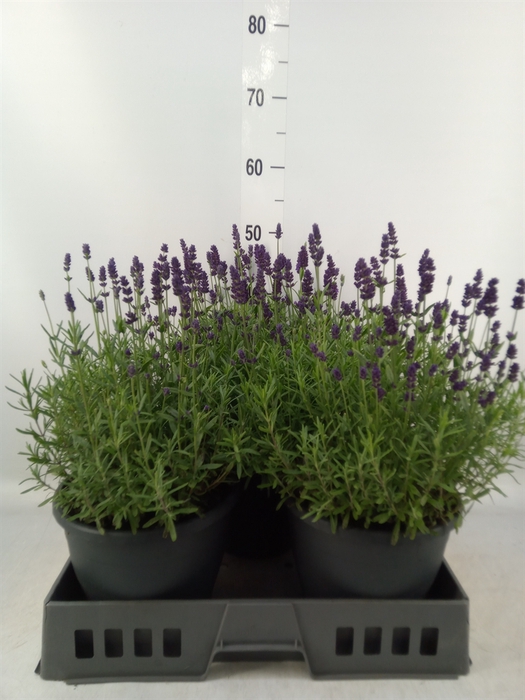 Lavandula angus. 'Essence Pure'