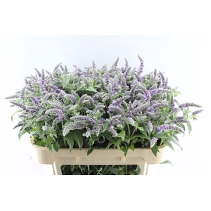 Mentha Silver Queen
