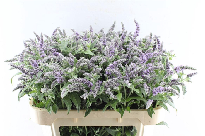 <h4>Mentha Silver Queen</h4>