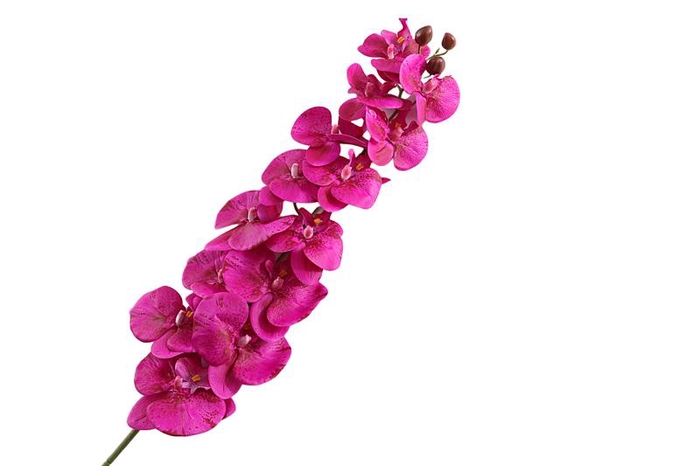 Phalaenopsis Purple