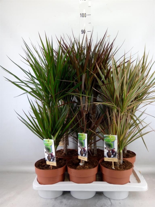 <h4>Dracaena   ...mix</h4>
