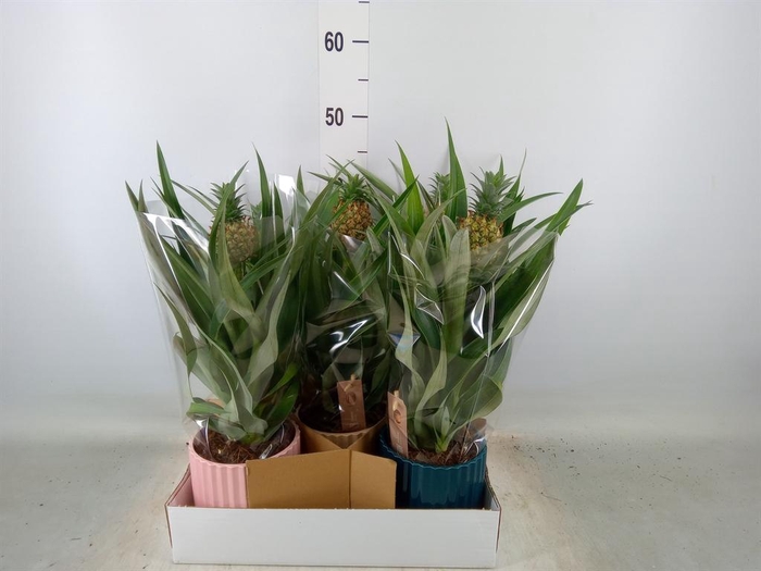 <h4>Ananas  'Mi Amigo'</h4>