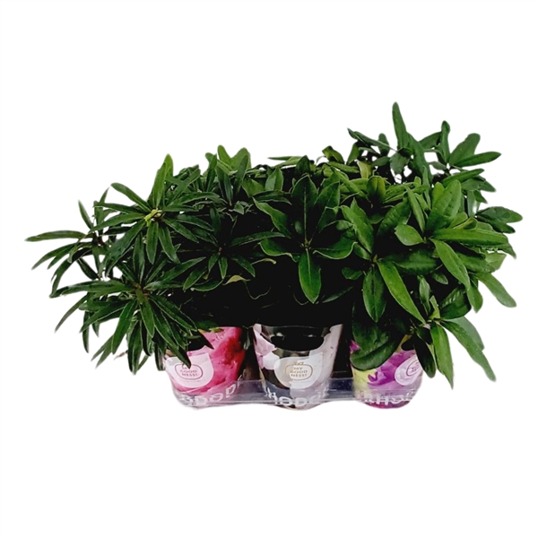 <h4>Rhododendron 30-35 /2 liter 'Mix Tray' met Potcover</h4>